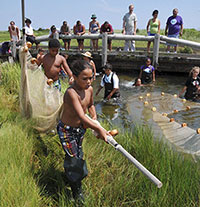 Mashpee Wampanoag Tribe students using seine nets in a marsh creek.