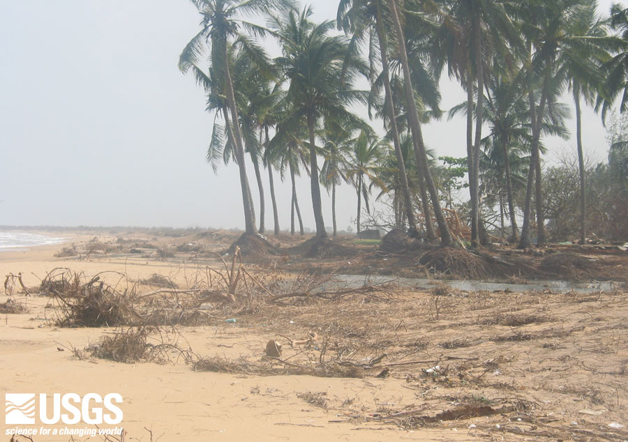 Photo, car in the trees