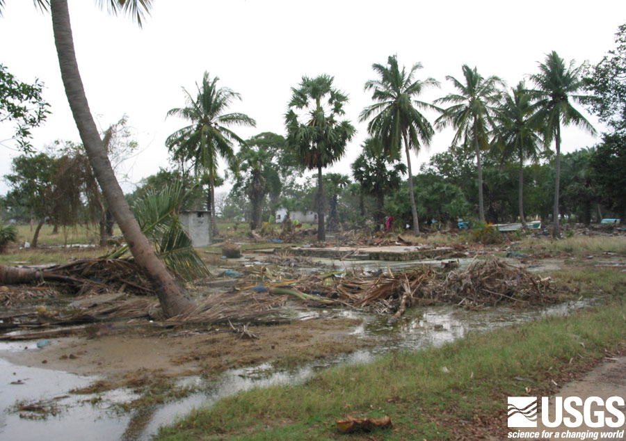 Photo, car in the trees