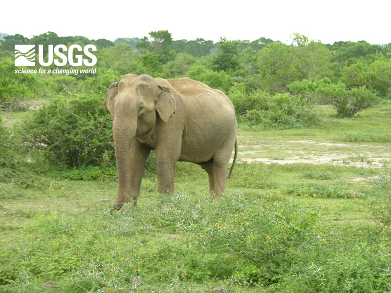 Photo, wild elephant in Yala