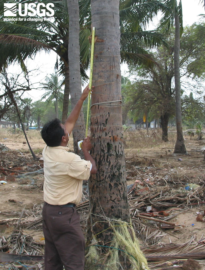 Photo, Mankerni gouge marks in tree