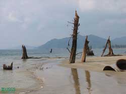 submerged tree roots and lower trunks give an indication of coastal subsidence