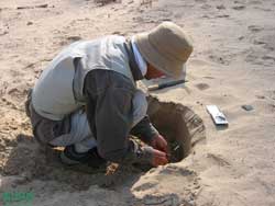 digging a trench to study the thickness of tsunami sand deposit