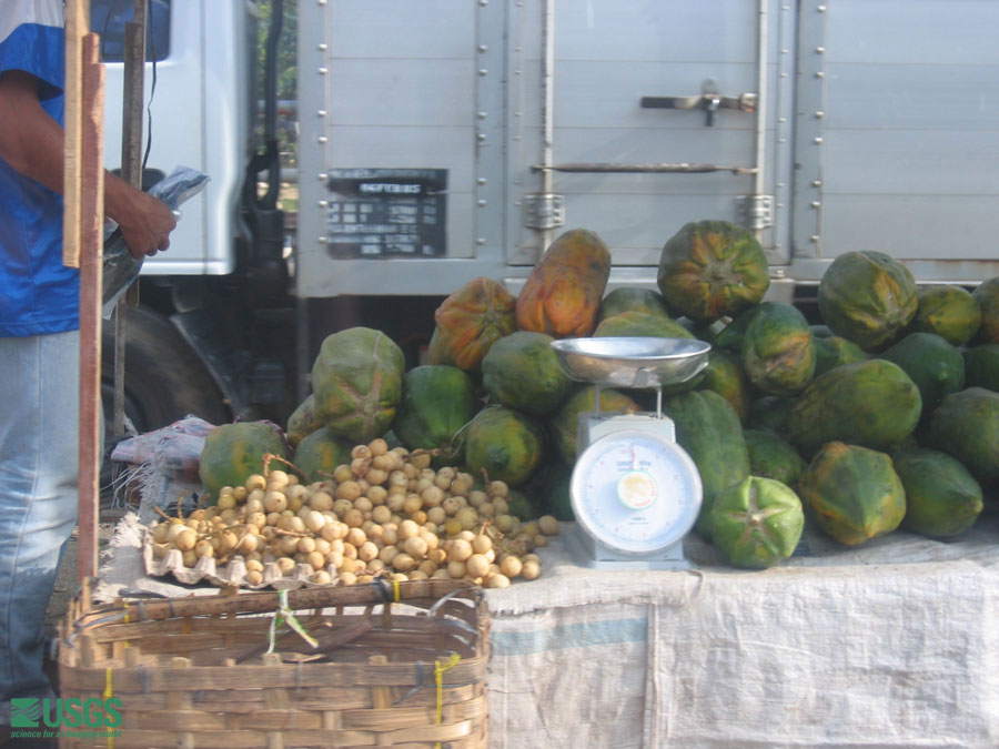 Photo in Sumatra, see caption above